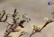 Reforestarán con Queñoa y Tamarugo nuestra región