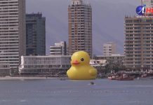 Por una semana estará el Pato de Hule que ya llama la atención de iquiqueños