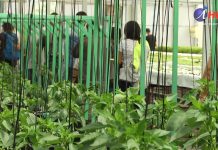 Agricultores aprenden hidroponía con SQM