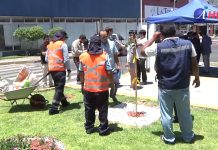 Fomentan arbolado urbano en espacios públicos de la región