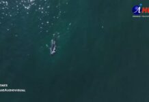 Espectáculo: ballena se paseó por Playa Brava