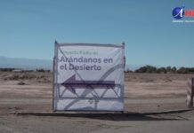 Cultivan arándanos en pleno desierto